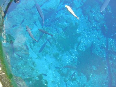 富士山忍野八海★湧水に癒される