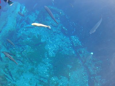 富士山忍野八海★湧水に癒される