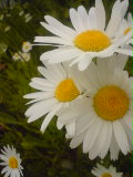 495c2542.jpg