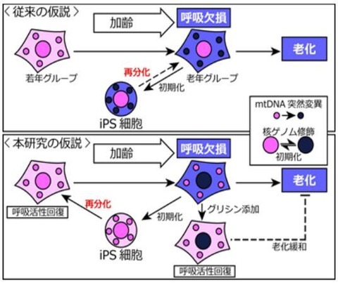 人間を若返らせる技術