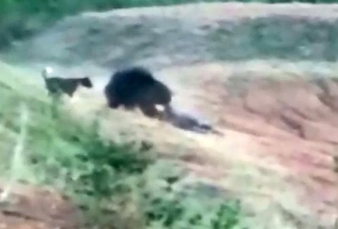 通りがかりの犬が助けに来る