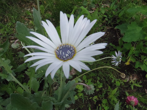 IMGP4828