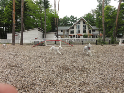 ドッグランin karuizawa