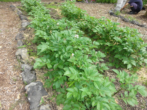 DSC03474-16