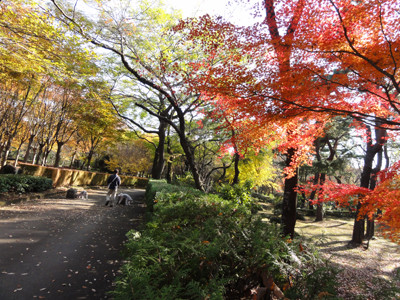 紅葉がきれい