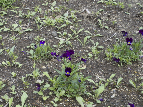 IMGP4596