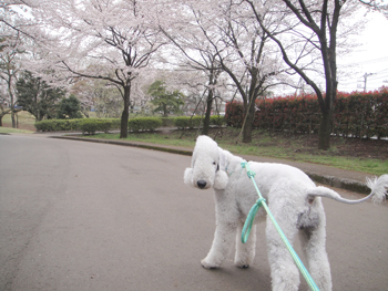 桜満開 早く行こう!