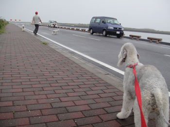 雨の中のお散歩