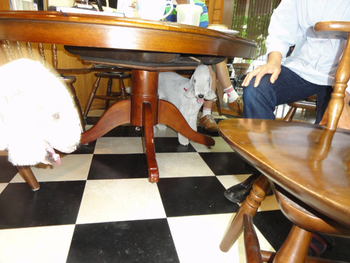 DSC03712-5