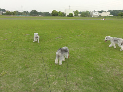 広い芝生グラウンド