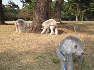 稲荷山公園400