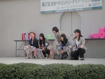 ベド展5兄弟