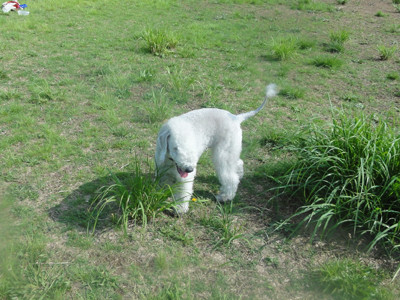 草の実びっしり