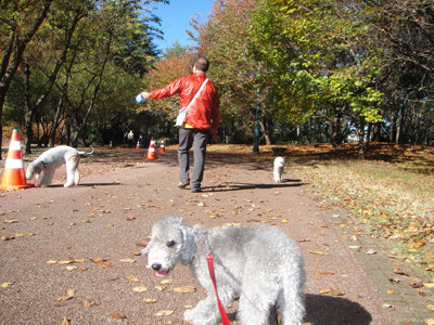 彩の森公園バナナ