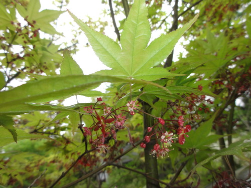 DSC05131