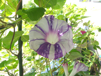 a0035e8a.jpg