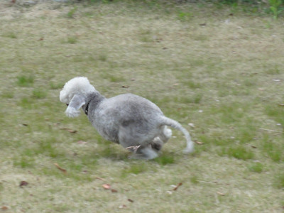 バナナ
