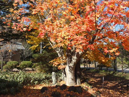 DSC02123-momiji