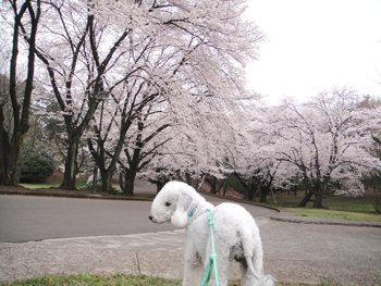 桜満開だねっ