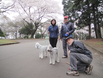 桜満開 小高夫妻