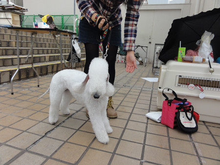 DSC02223-uzu
