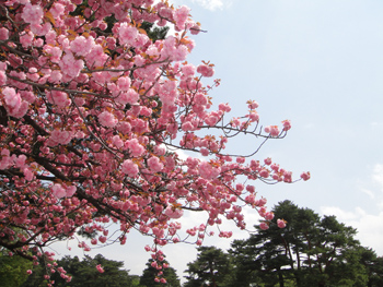 八重桜