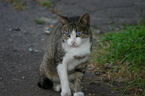 IMG_0136