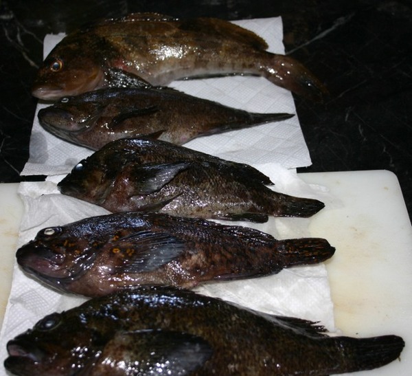 hatigara