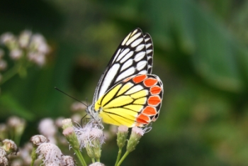 butterfly