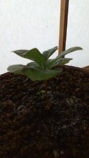 20120110131158