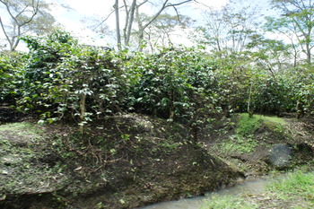 DSC00390