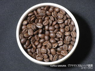 Coffee SAKURA1-9グアテマラフロレンシア農園