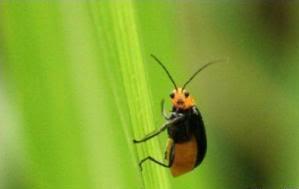 funny-pictures-oh-hai-bug