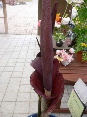 P1060052