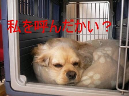 BlogPaint