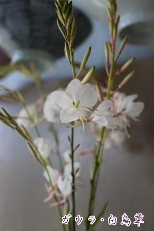 IMG_4051