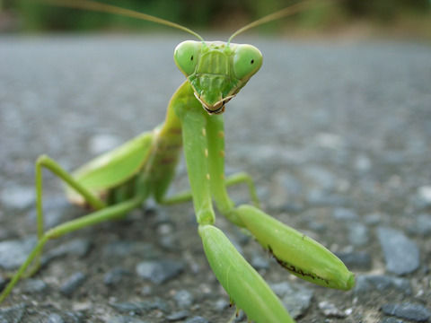13061