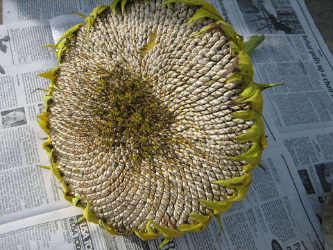 sfseed01