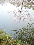 桜1