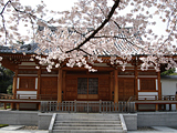 桜1