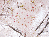 桜1