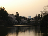 桜1