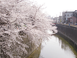 桜1