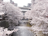 桜1