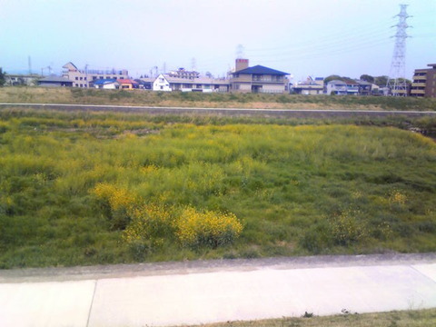 猪名川菜の花