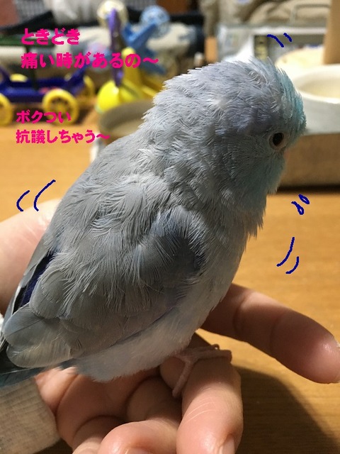 おうぎ