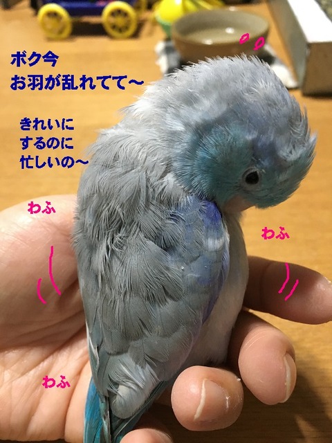 わふ