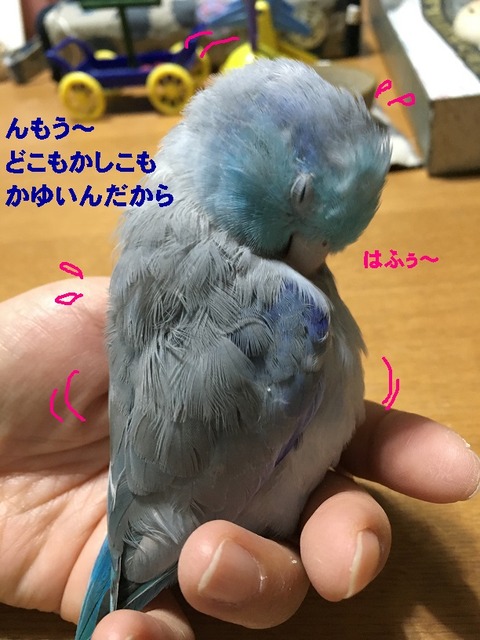 はふ