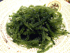 IMGP1573