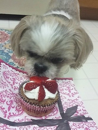 Muffin and pupcake